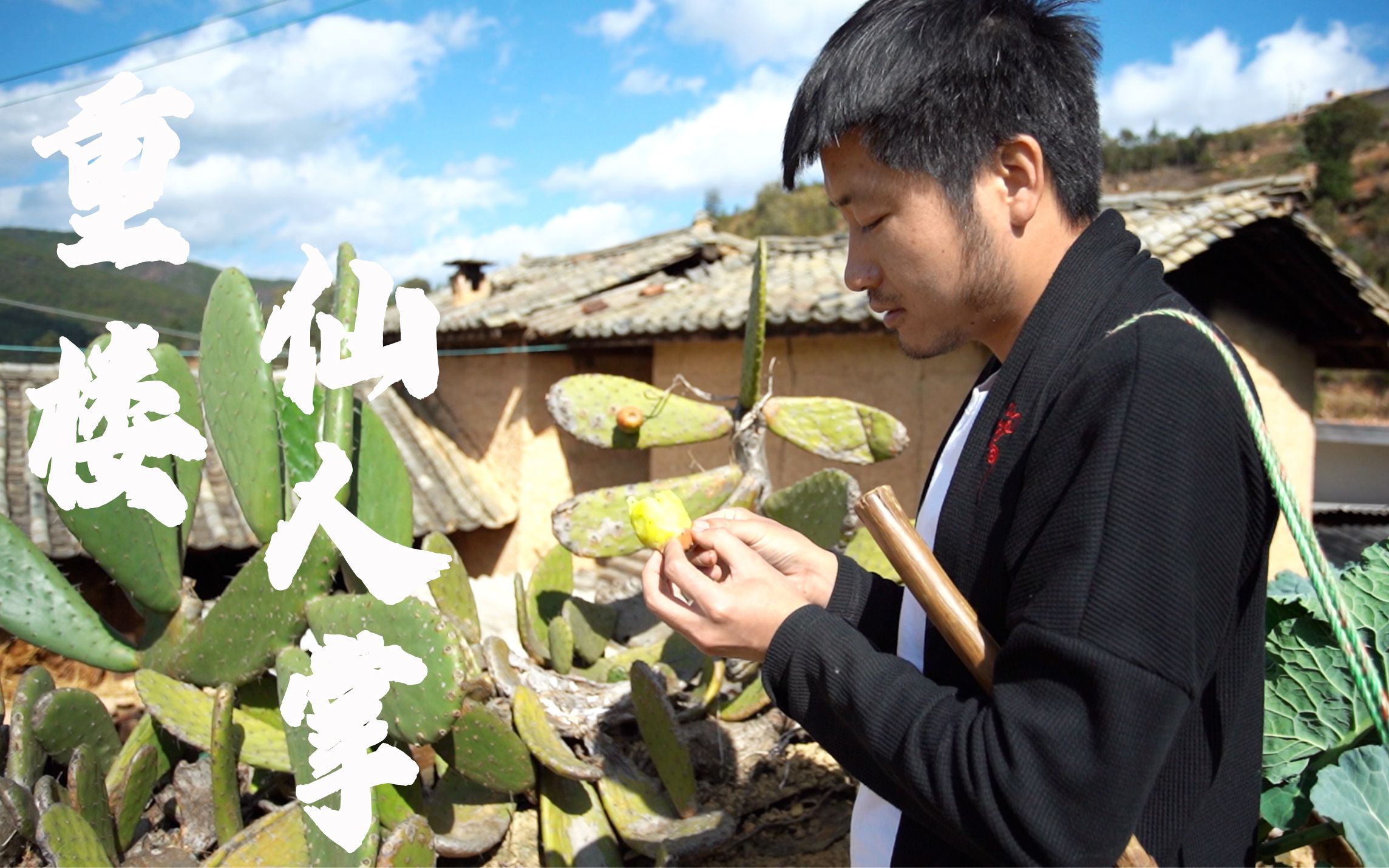 云南七叶一枝花——滇重楼【重楼猪肚鸡汤,凉拌仙人掌,火腿仙人掌】