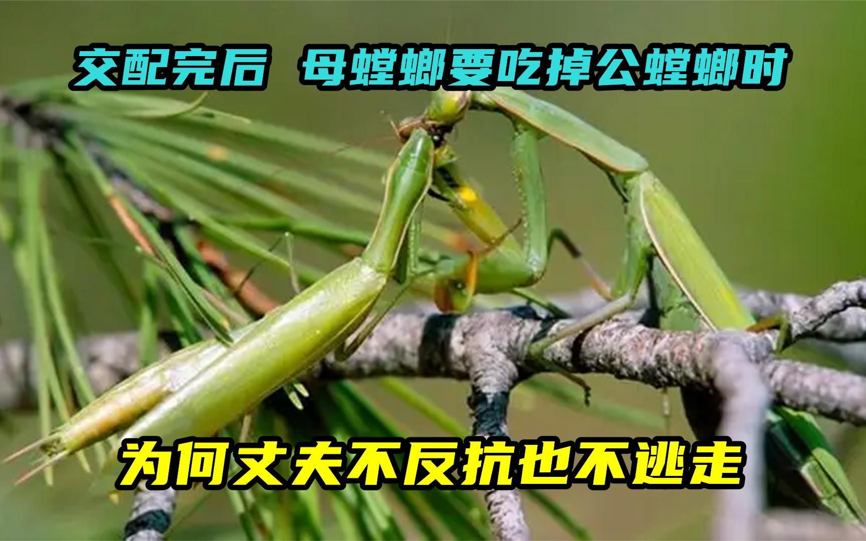 交配完后,母螳螂要吃掉公螳螂时,为何丈夫不反抗也不逃走?