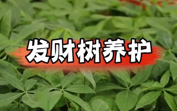 发财树养护的正确方法哔哩哔哩bilibili