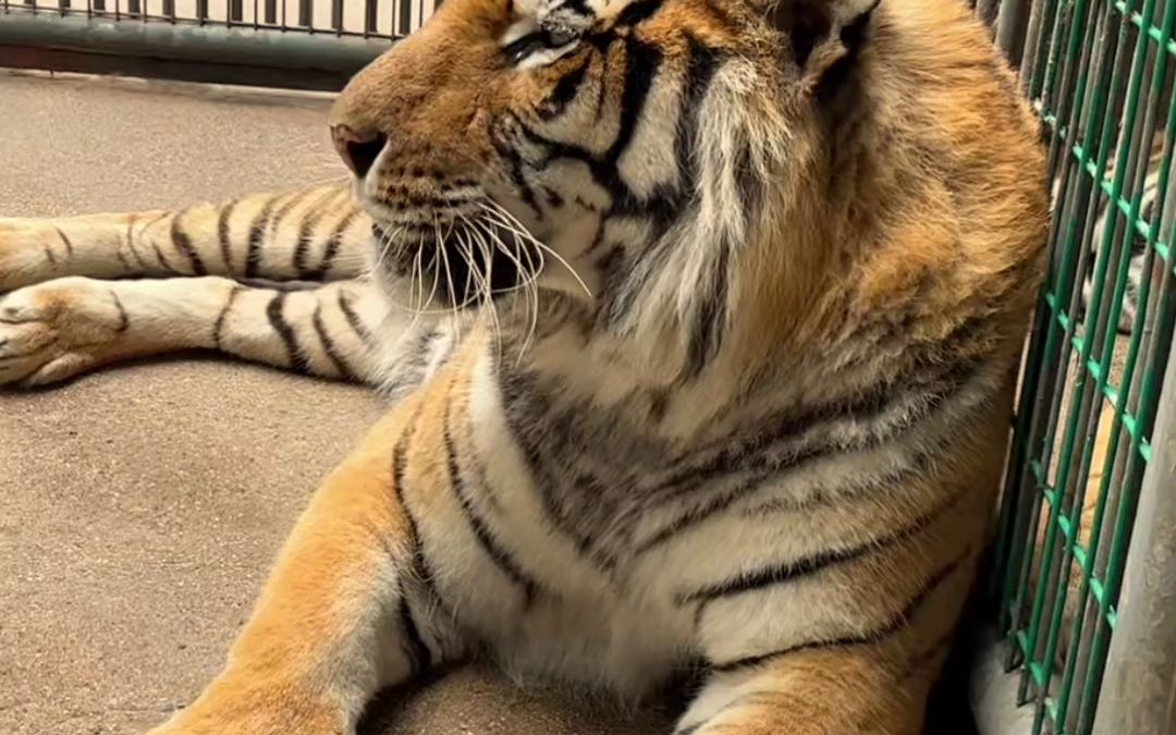 老虎卧着发呆,都不理饲养员