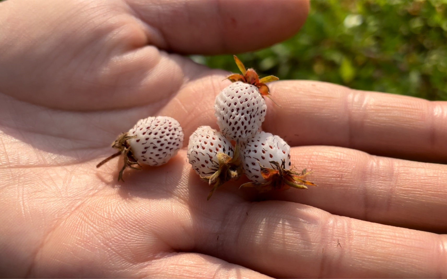 山居日常vlog|山里的野生白草莓