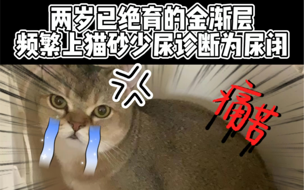 猫特发性膀胱炎导致尿闭哔哩哔哩bilibili