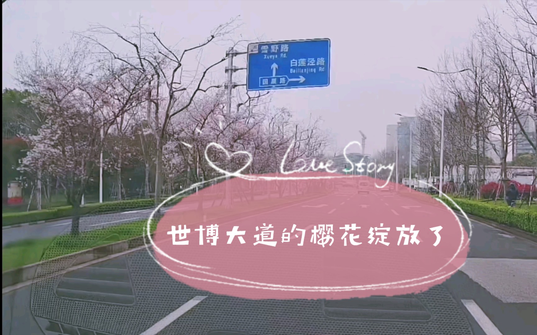 世博大道的樱花绽放了