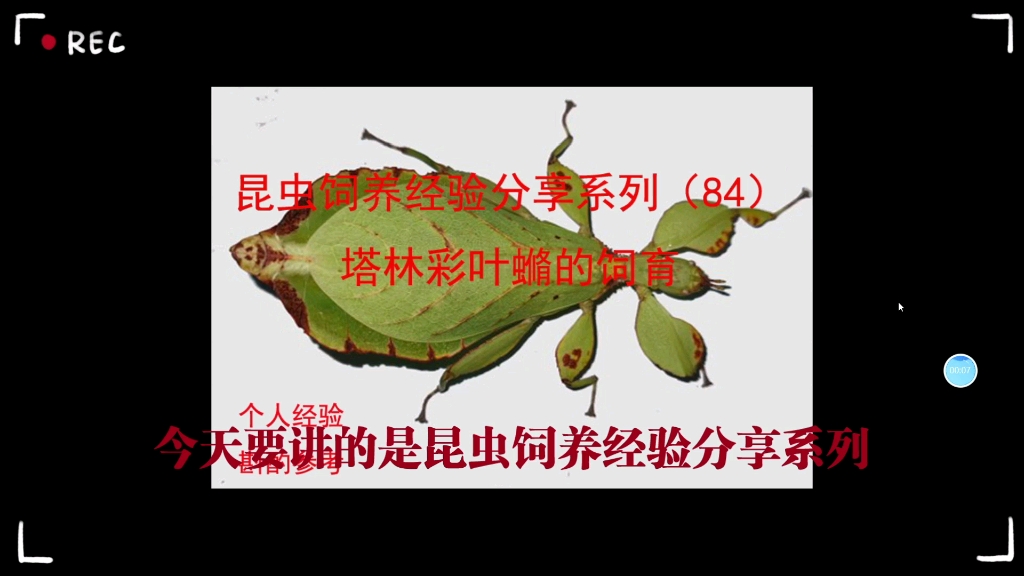 塔林彩叶虫脩的饲育昆虫饲养经验系列84哔哩哔哩bilibili