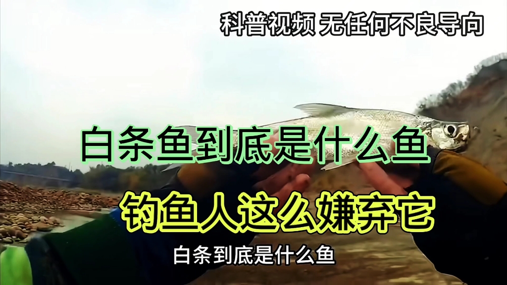 白条鱼到底是什么鱼,钓鱼人为什么这么嫌弃它,它最大能长多大哔哩哔哩bilibili