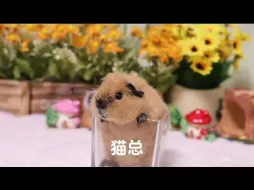 Download Video: 出泰加荷兰猪