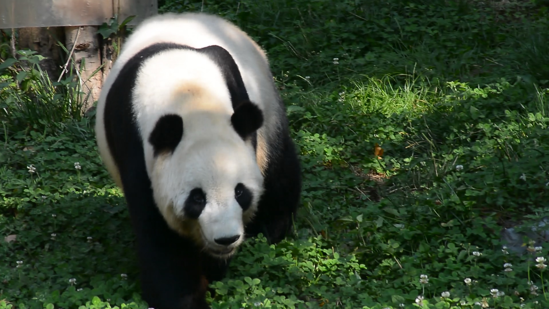 8.22. 神树坪基地 大熊猫泰山