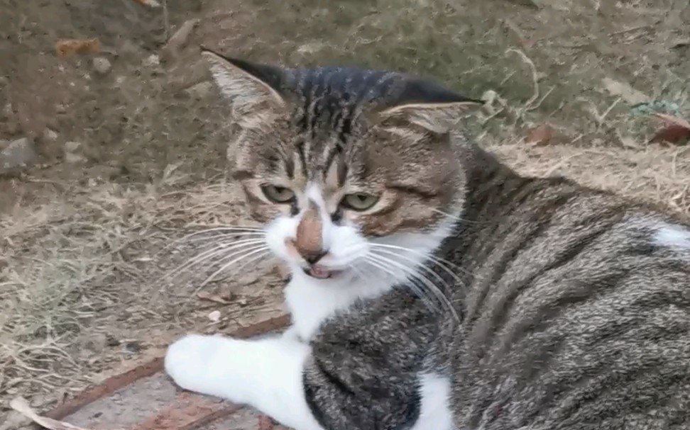 [图]猫老大“大风大浪我都见过，区区一只狗有什么可怕的”