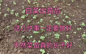 下载视频: 白菜生虫怎么办？出苗后这几件事一定要做好，不然菜苗真的长不好