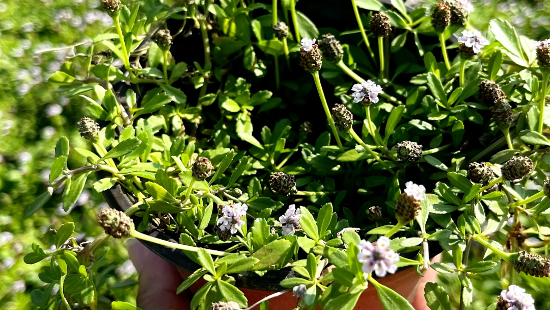 会开花的草坪,姬岩垂草,耐寒,冬季常绿,耐踩踏,不需要修剪,养护简单