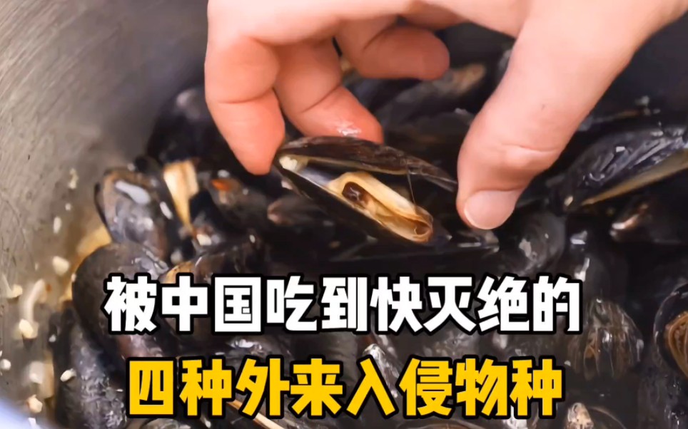 被中国吃到快灭绝的四种外来入侵物种,你吃过几种呢?