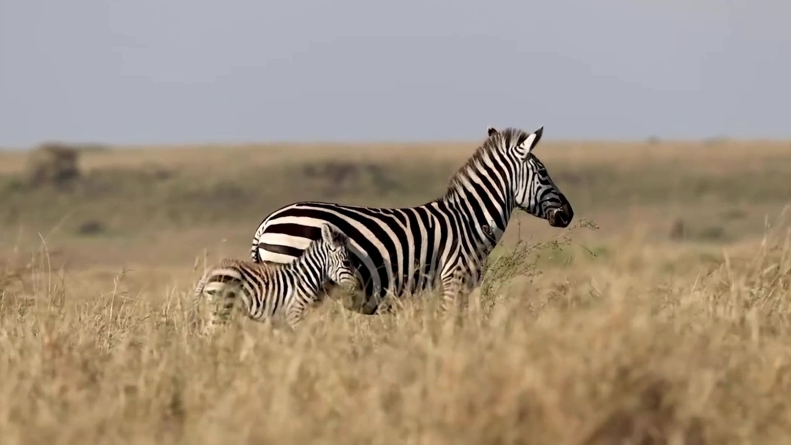 小斑马跟着妈妈寸步不离
