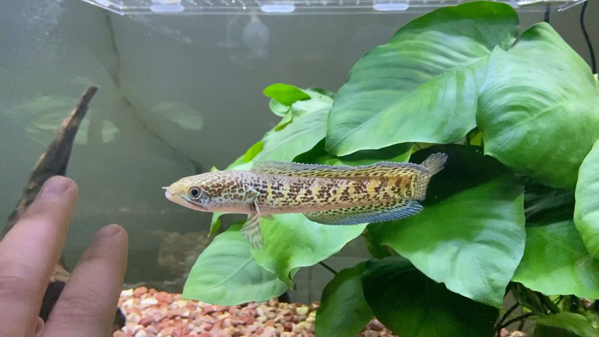 (眼镜蛇雷龙鱼小弯)完全不怕人,互动性很好的一种观赏鱼.