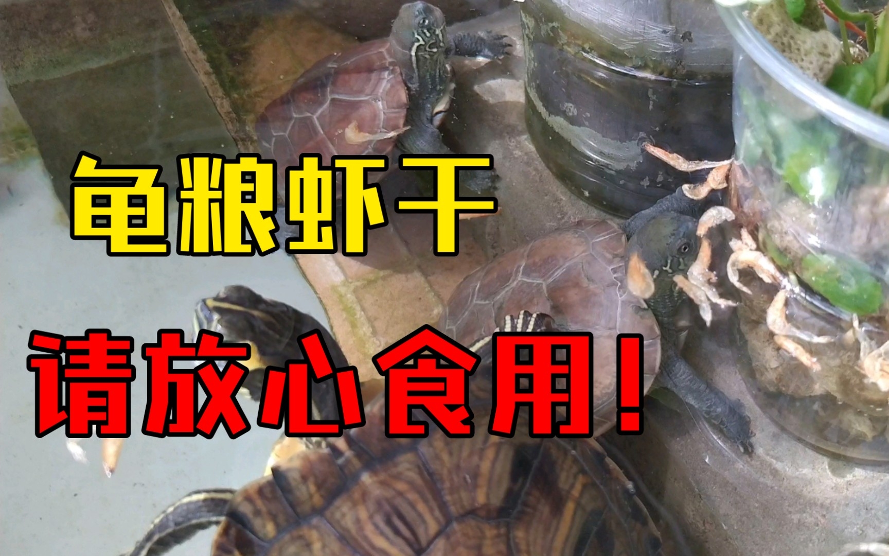 龟粮虾干管够的,请放心食用!