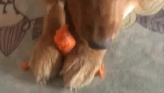 爱吃胡萝卜的金毛兔！