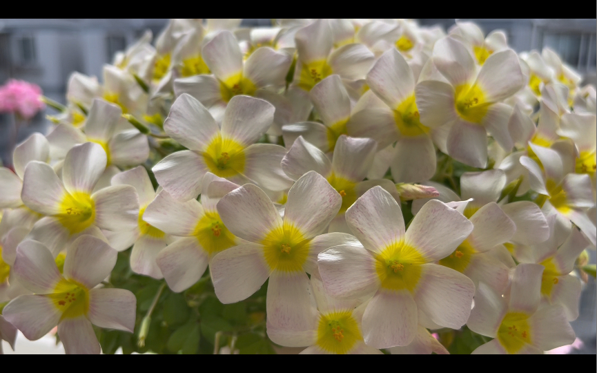 酢浆草春日巡回2锂辉石好仙好美啊小蜜蜂也最爱她