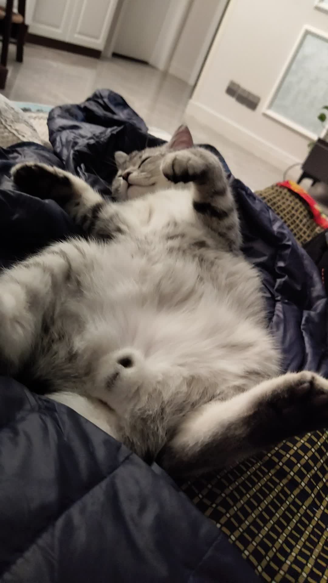 弹弹蛋蛋_哔哩哔哩 (゜-゜)つロ 干杯~-bilibili