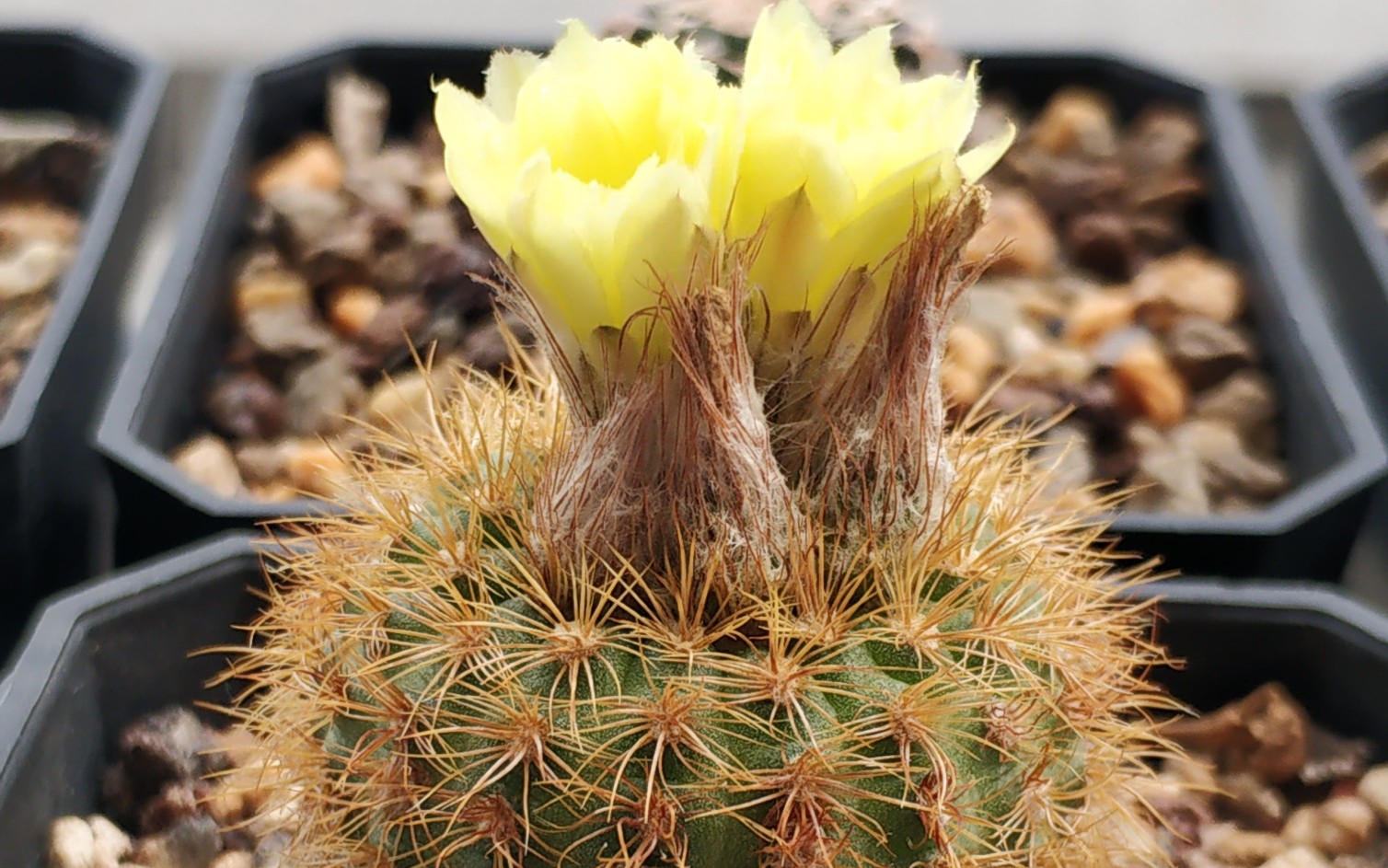 养了个球:仙人球士童虎之子013期