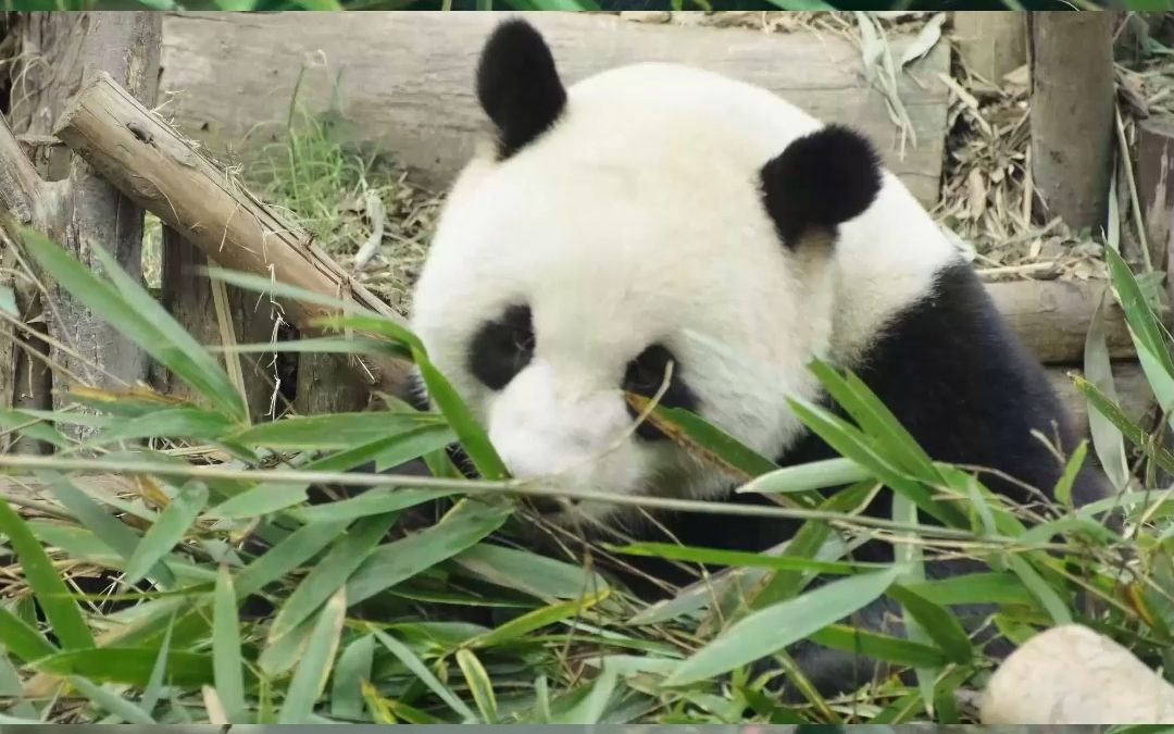 我们的小灰灰长大了~不管几岁,幸福万岁!生日快乐呀肥肥!