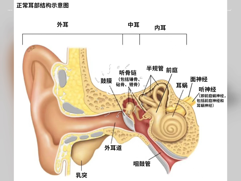 助听器内部结构图图片