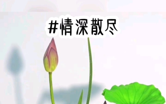 (情深散尽)小说推荐哔哩哔哩bilibili