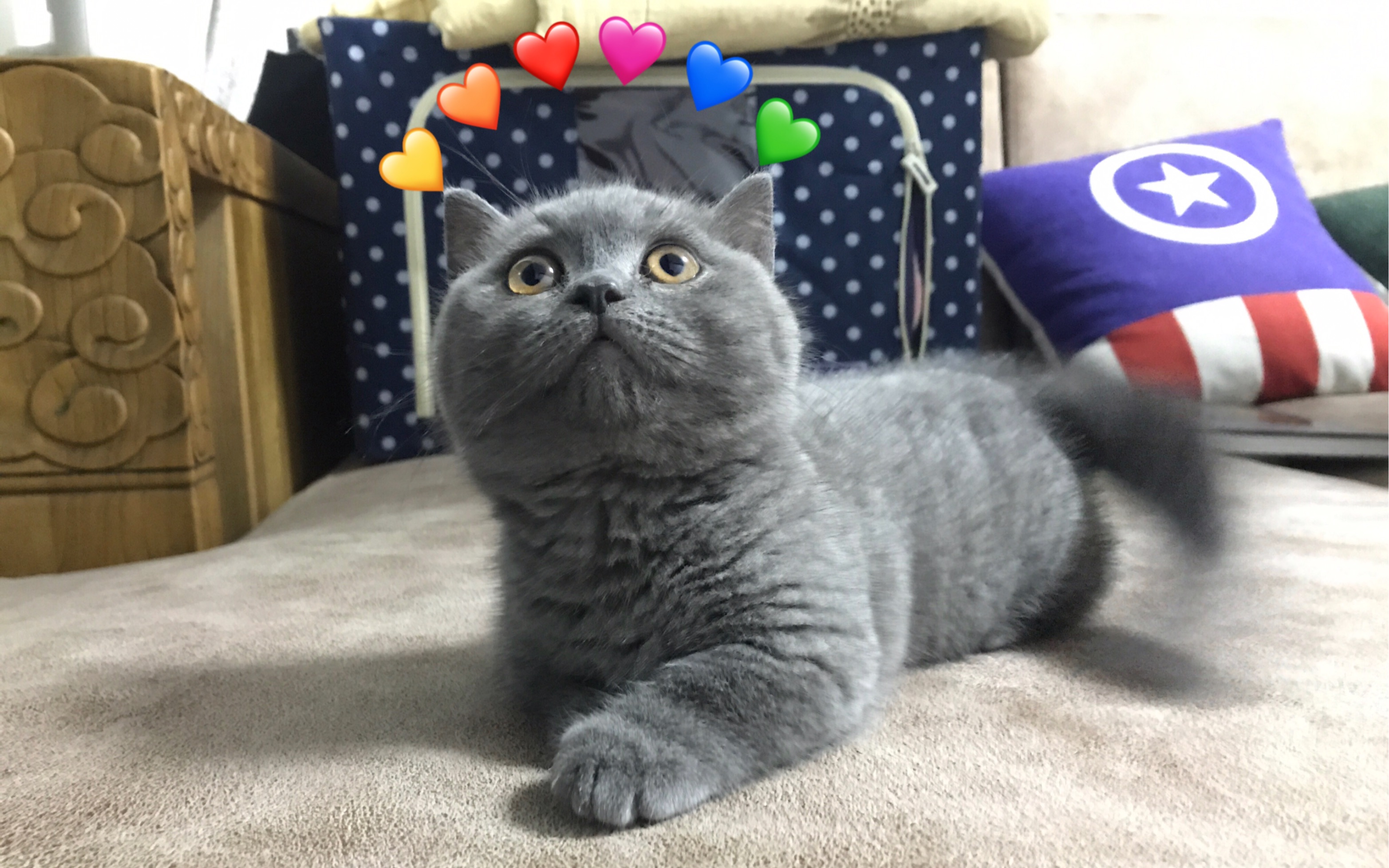 猫中柯基!吸猫一时爽!一直吸猫一直爽!蓝矮脚曼基康