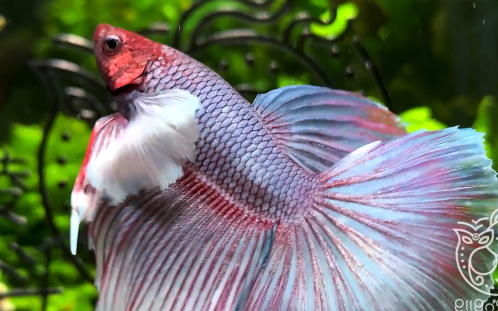 紫罗兰大耳小天使 【泰国斗鱼】【半月斗鱼】_哔哩哔哩 (゜-゜)つロ