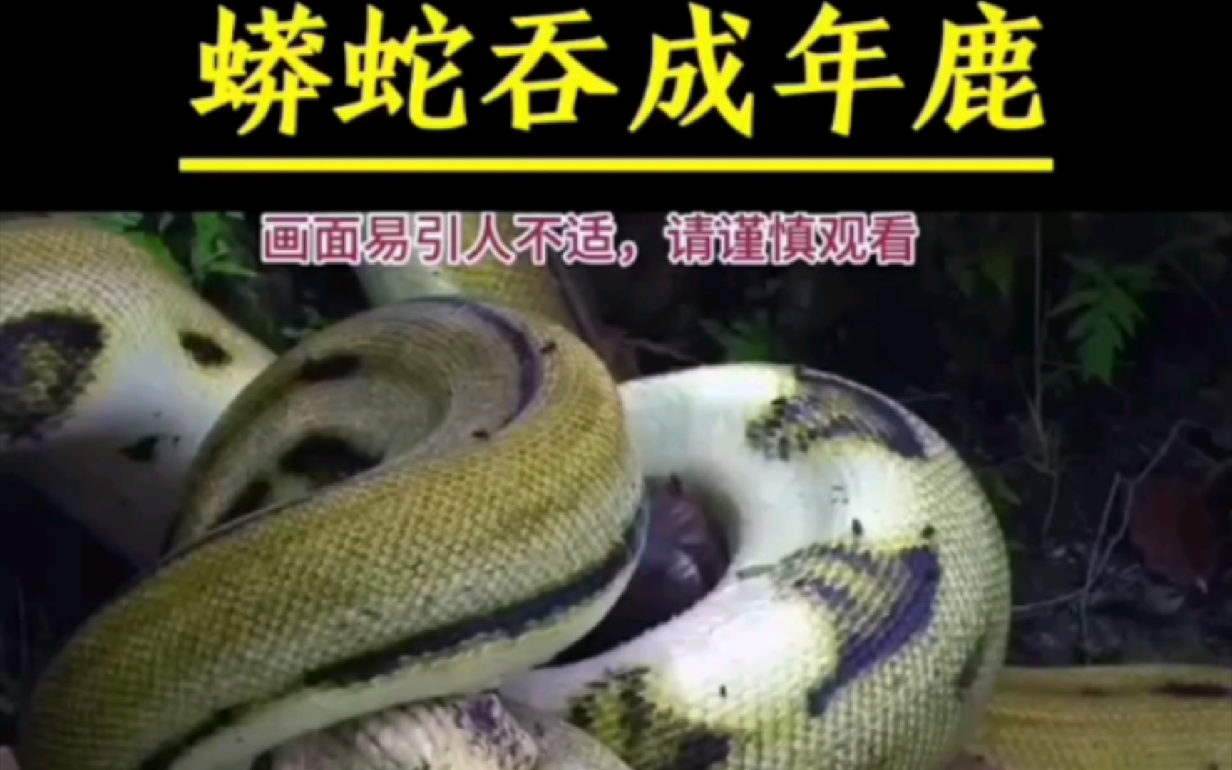 真实纪录蟒蛇吞食成年鹿 #影视 #动物 #纪录片