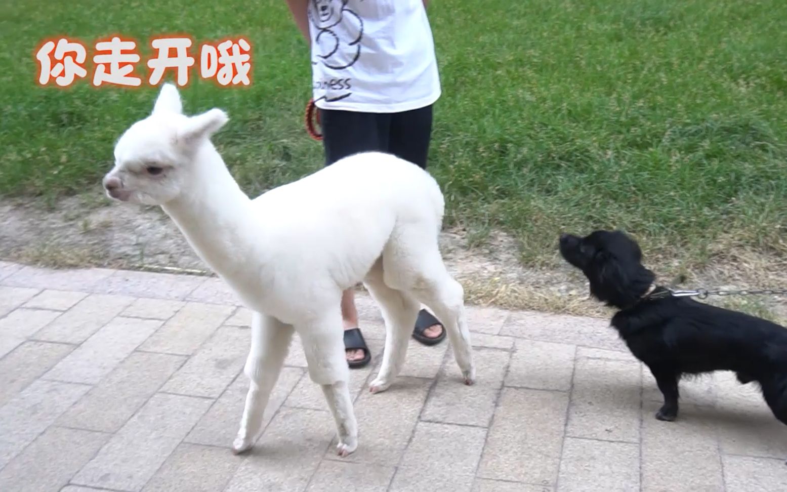 狗子想骑羊驼百般纠缠之下羊驼使出了必杀技