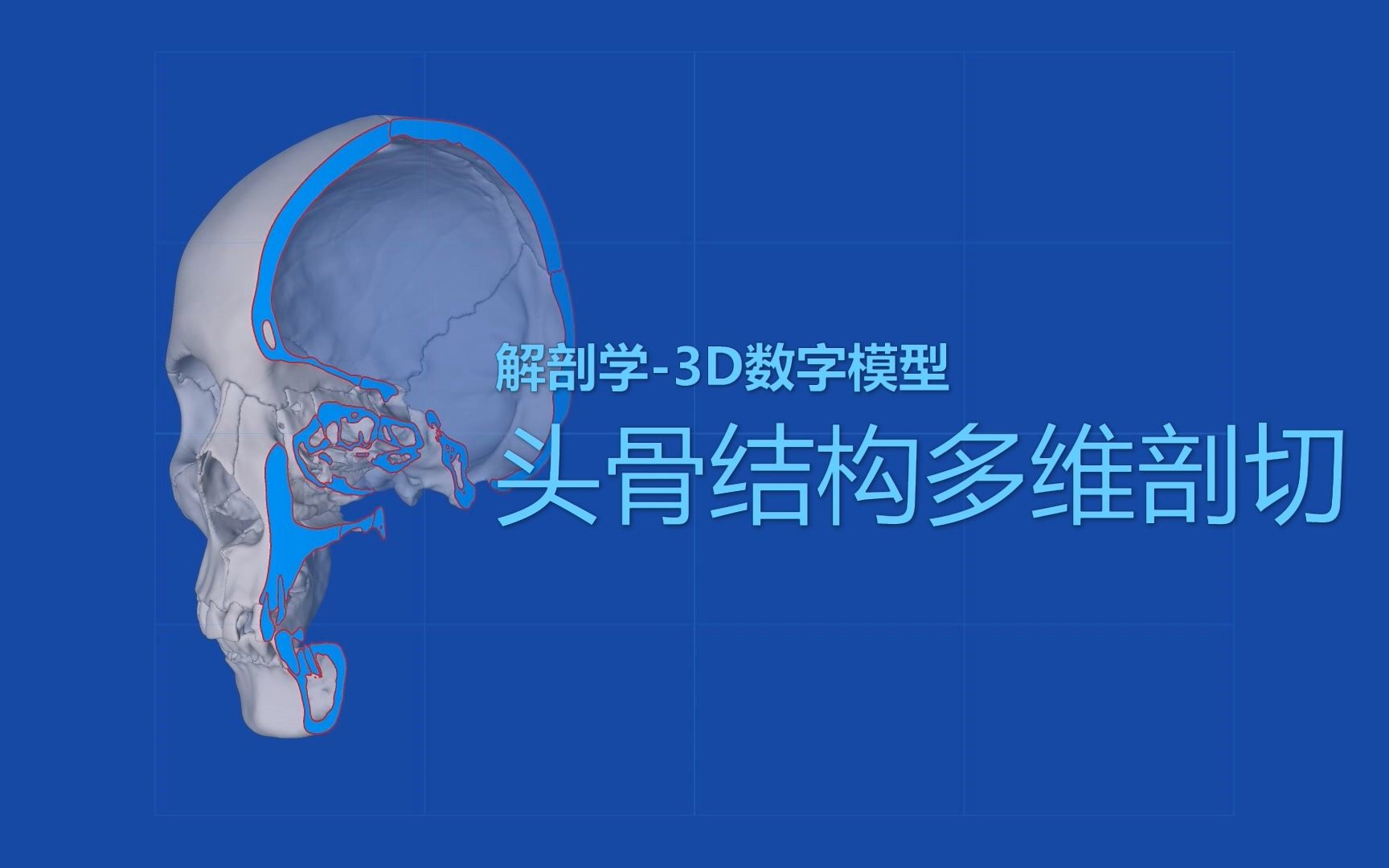 解剖学3D数字头骨多维剖切动画哔哩哔哩bilibili