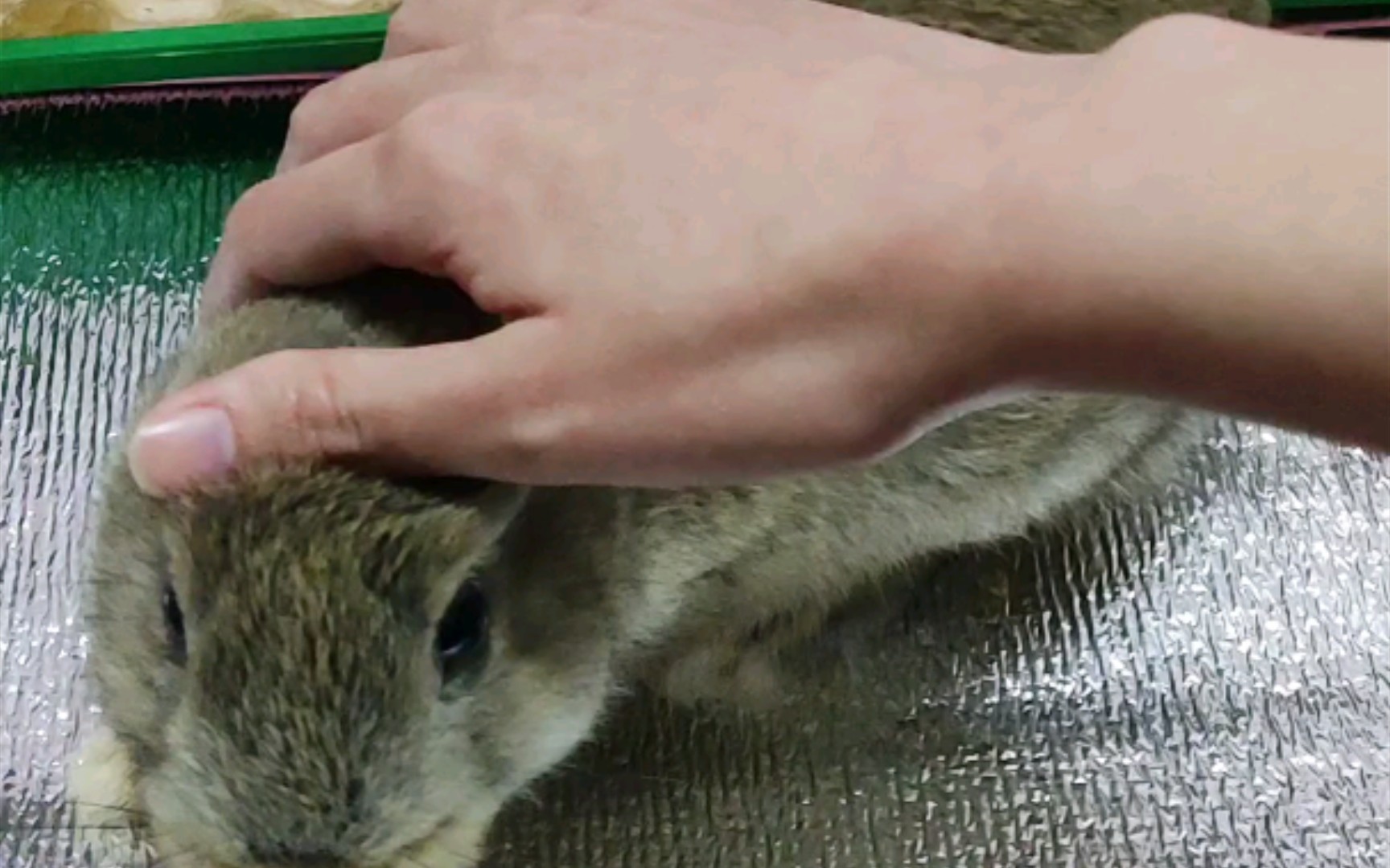 兔子浅吸一下兔兔储备粮是个性格好的大胃王