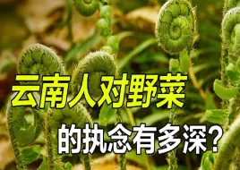 Descargar video: 云南人对野菜的执念有多深？把自然吃进嘴里，把春天留在胃里