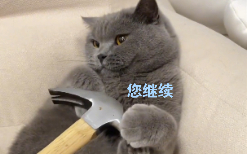 在网上看到这几个猫咪信任度测试.哔哩哔哩bilibili