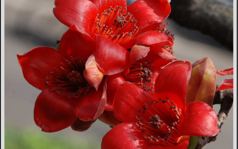 广东省的省花-木棉花