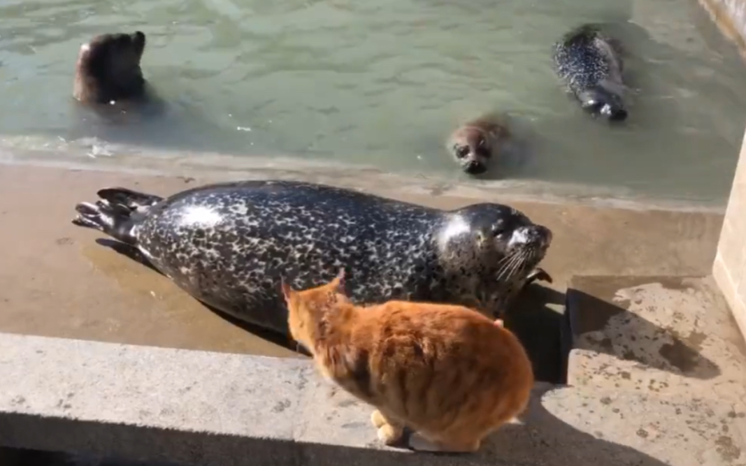 [图]【海豹】猫咪：你阿巴阿巴个锤子啊！