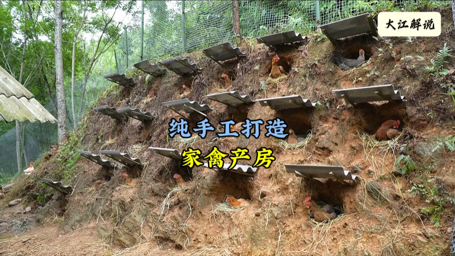 美女利用屋后的土墙打造鸡窝,不但干净整洁了,产蛋率也翻了一番