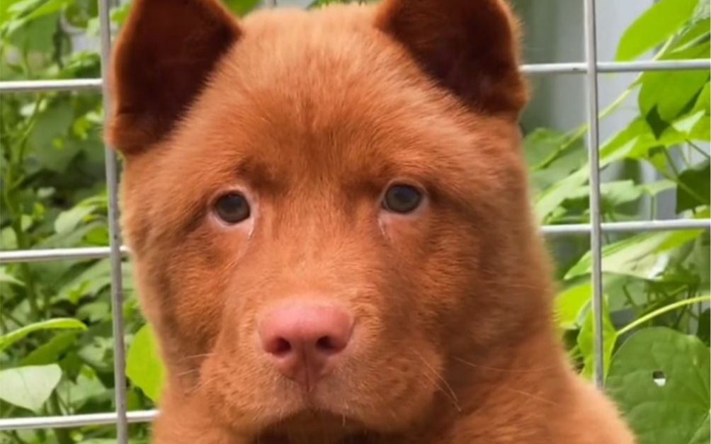 中华本土八大田园犬之一五红犬哔哩哔哩bilibili