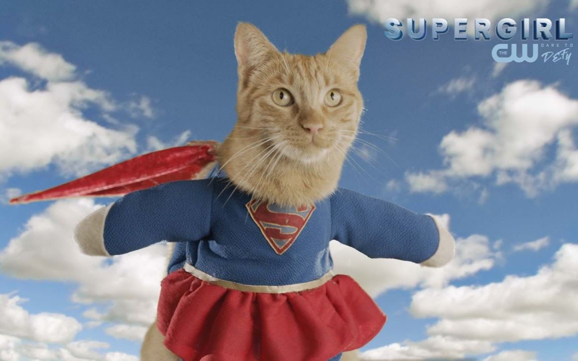 【buzzfeed】猫猫侠 超级英雄装cosplay