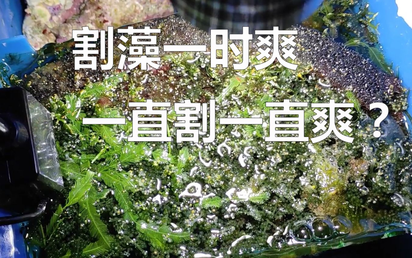 藻缸割藻一时爽 一直割一直爽?哔哩哔哩bilibili