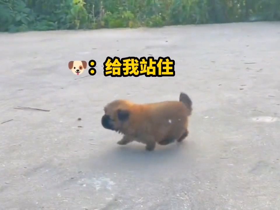 呆萌可爱的狗狗哔哩哔哩bilibili