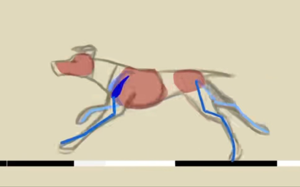 [图]【动画参考】四足动物运动规律