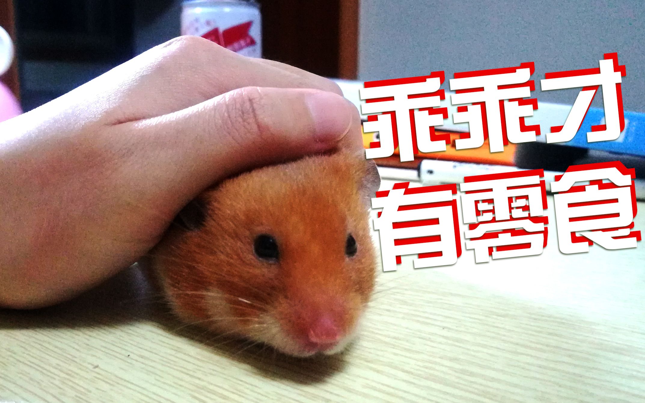 【仓鼠丢丢】核桃还能这么吃?长见识了_哔哩哔哩_bilibili