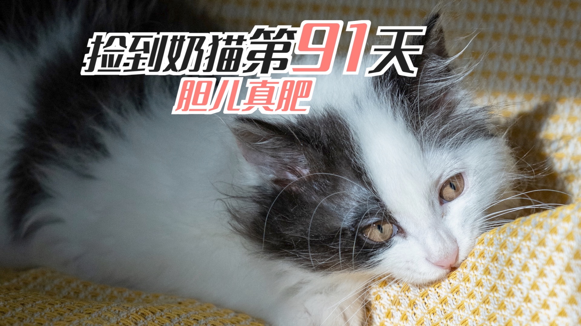 捡到小奶猫的第91天,被咬了吧,让你嘚瑟哔哩哔哩bilibili