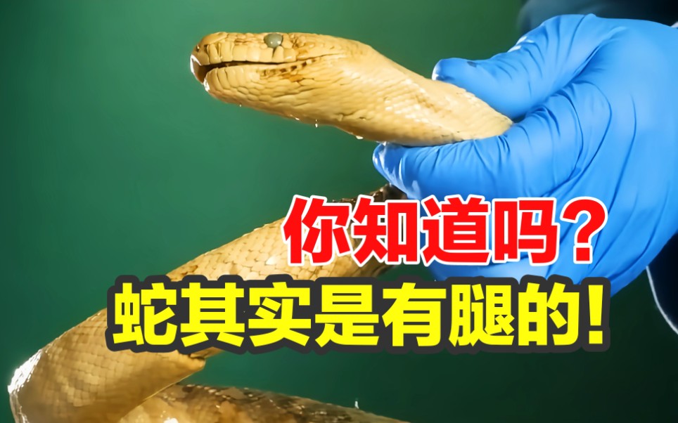 蛇其实是有脚的,只不过在进化过程中已经不需要了!