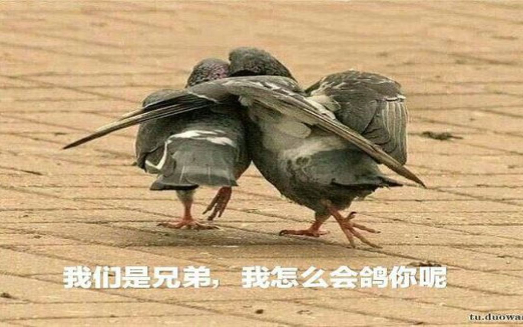 茶茶181102体服四奶毒歌花