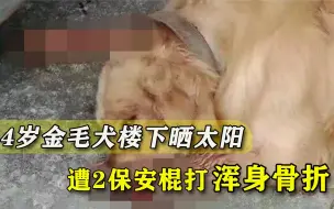 Download Video: 14岁金毛犬楼下晒太阳，遭2保安棍打浑身骨折：流浪狗都要清理掉