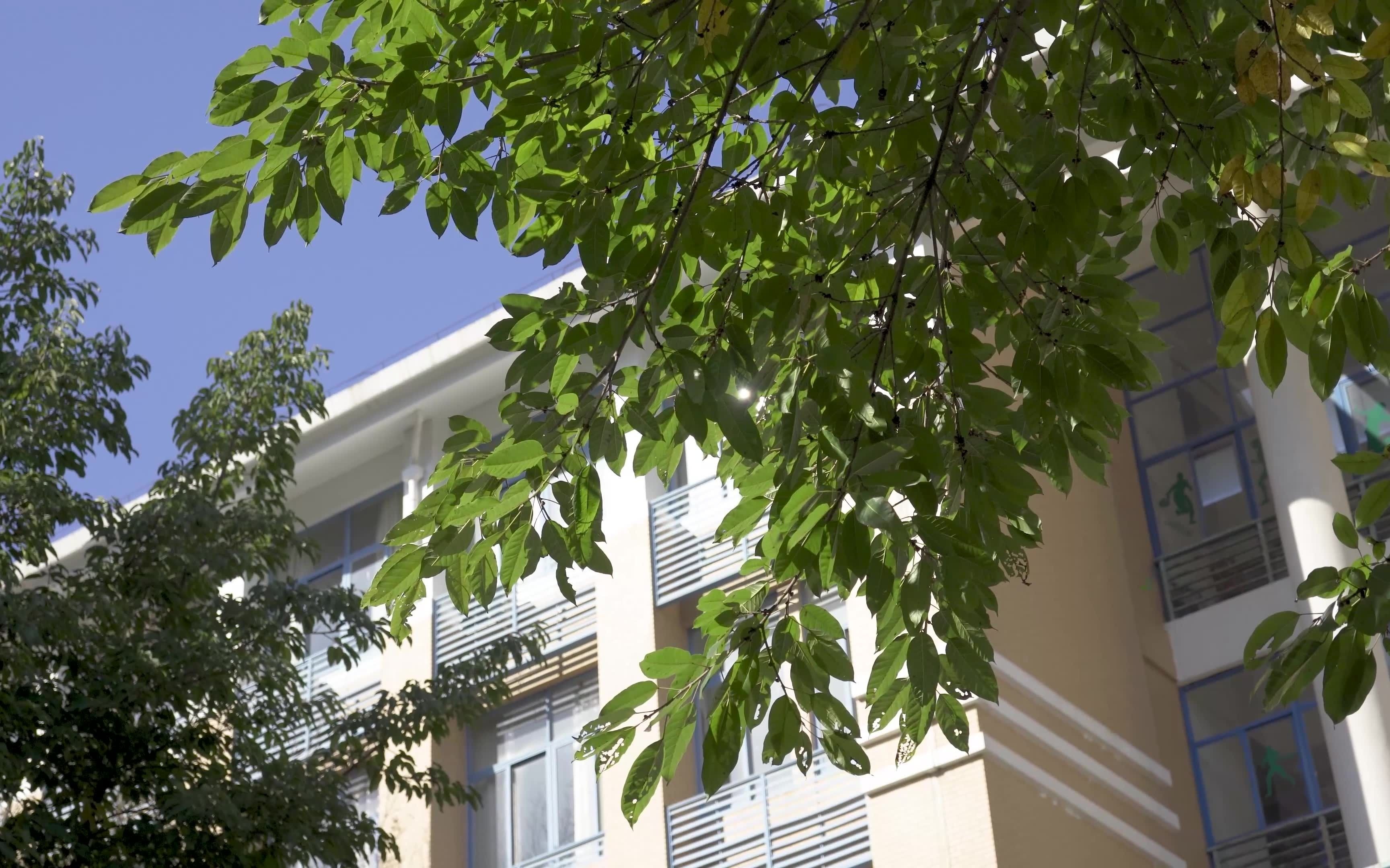 索尼a7c kit头 hlg简单调色 校园空镜