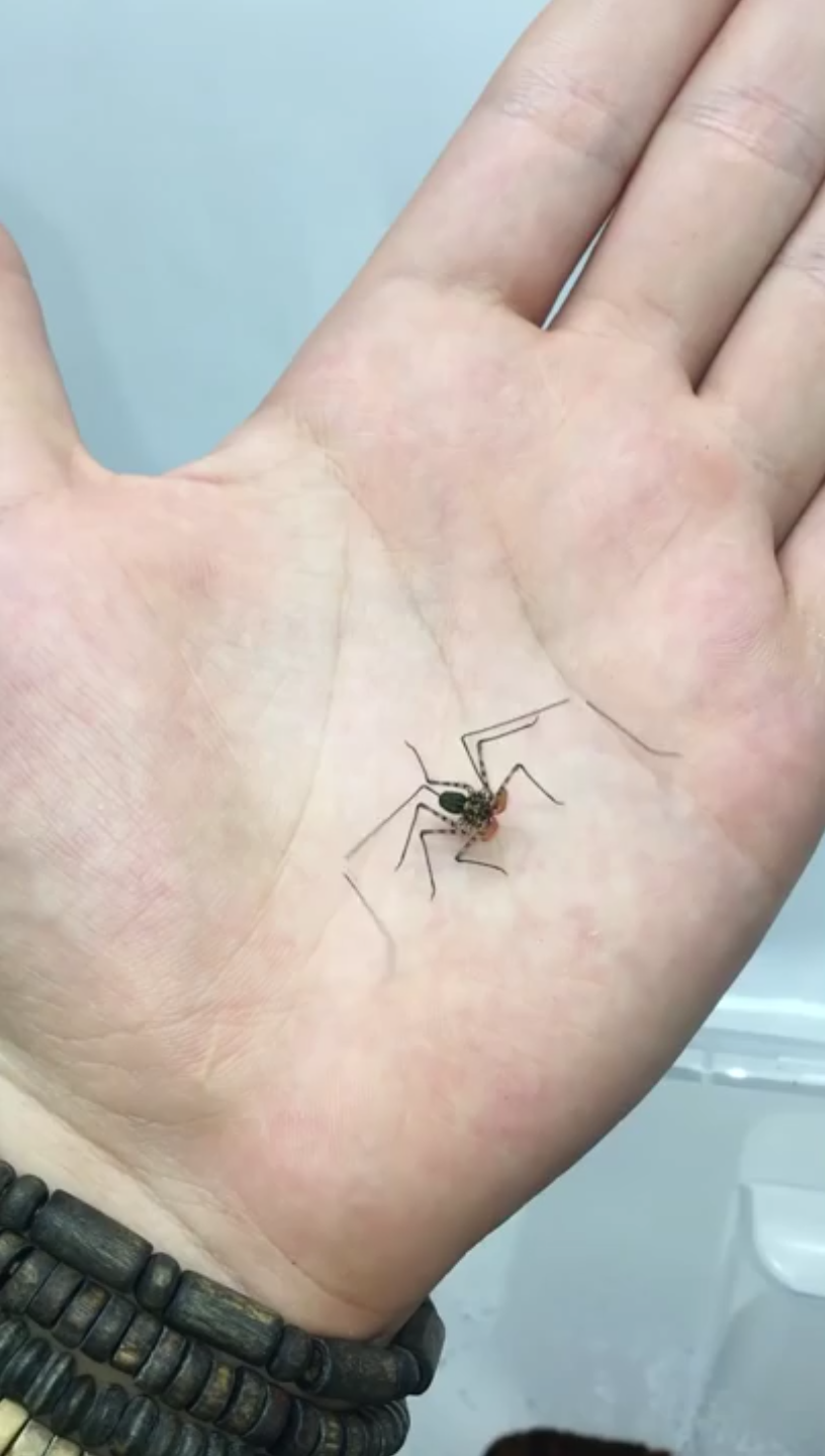 蜘蛛腿精疑似天外来客鞭蛛幼崽