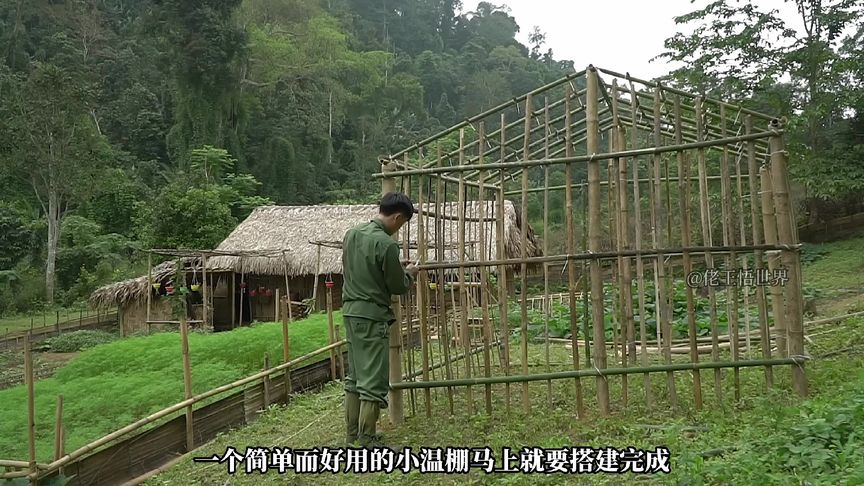 老幺的田园生活:牛闯进院子糟蹋玉米地,搭建小温棚育苗哔哩哔哩bilibili