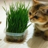 两只小猫第一次吃猫草，吃着吃着画风变了，这是要跳猫草舞吗？